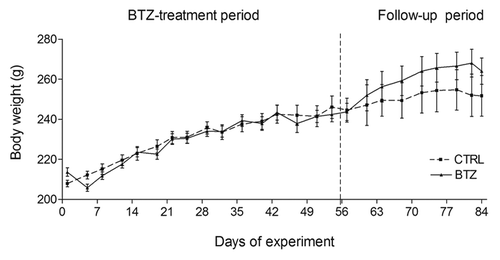 Figure 1. Body weight. Effect of BTZ (0.20 mg/kg) treatment on the body weight of rats during the chronic in vivo study. No significant difference of body weight as observed at any time point (mean ± SEM).