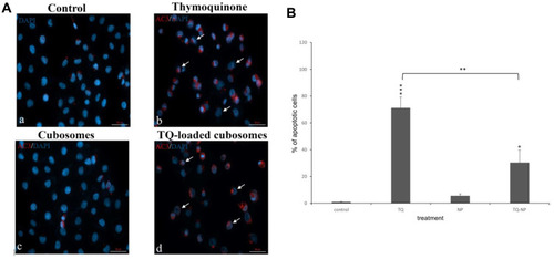 Figure 4 (A) Immunofluorescent analysis of active caspase 3 (AC3) expression in MDA-MB-231 cell line after 24 h of treatment with TQ and TQ-loaded cubosomes using the IC50 values obtained from MTT. Visualized by microscope Zeiss Axio, 40X oil immersion. (B) Active caspase 3 quantification in MDA-MB-231 cell line. Experiments were repeated three times, data are means ± SEM, asterisk indicates p<0.05 with respect to the untreated control, bar and asterisk indicates p<0.05 of TQ-loaded cubosomes with respect to TQ, *p<0.05, **p<0.01, ***p<0.001. Visualized by microscope Zeiss Axio, 40X oil immersion. Arrows indicate apoptotic bodies in the nuclei stained by DAPI.
