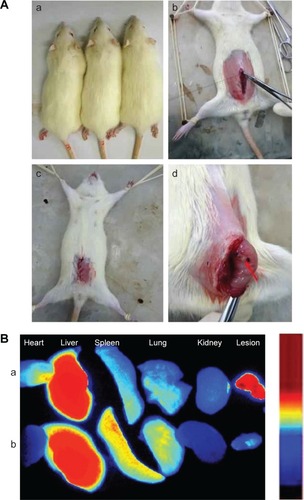 Figure 6 Procedure of making endometriosis model in rats and the distribution of fluorescent in various tissues.Notes: (A) The figures (a–d) show the procedure of making endometriosis model in rats. It shows typical endometriotic foci, which is an ovoid, fluid-filled cystic lesion (red arrow). (B) The in vivo imaging of distribution in animal model after (CSO-PEI/siRNA)HA (a) and CSO-PEI/siRNA (b) encapsulating DIR probe injected IV, fluorescent image of various tissues ex vivo 48 hours postinjection.Abbreviations: (CSO-PEI/siRNA)HA, polyethylenimine-grafted chitosan oligosaccharide with hyaluronic acid and small interfering RNA; DIR, 1,1′-dioctadecyl-3,3,3′,3′-tetramethylindotricarbocyanine iodide; IV, intravenously.
