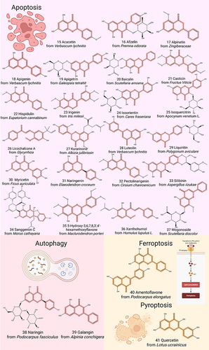 Figure 3 Chemical structures of representative flavonoids that prevent GC by modulating cell death. Created by Biorender.com.