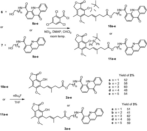 Scheme 2. Synthesis of conjugates of MPA with acridones 2a–e and conjugates of MPA with acridones 3a–e.