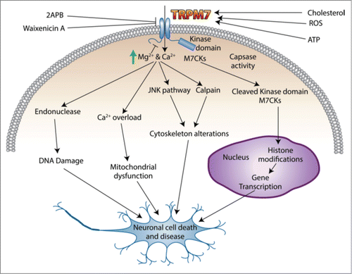 Figure 1. Schematic diagram of TRPM7 channel action in neuronal disease and cell death.