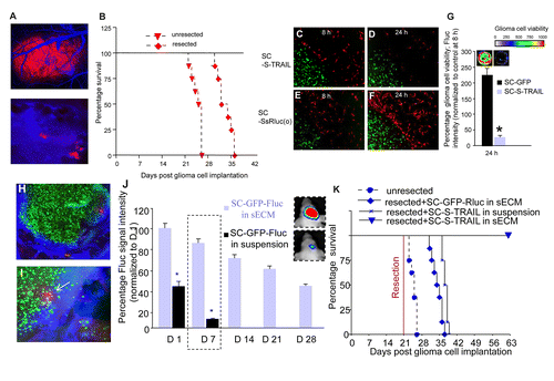 Figure 2. Stem Cells engineered to express S‑TRAIL have therapeutic efficacy in mouse tumor model of GBM resection. (A) Photomicrographs of mice bearing established U87‑mCherry‑Fluc GBM tumors in the cranial window that were injected with a blood pool agent, AngioSense‑750 before (top) and after (bottom) tumor resection. (B) Kaplan‑Meier survival curves of mice with and without resected U87‑mCherry‑Fluc tumors. (C‑G) Stem cell (SC) (green) expressing a secretable in vivo marker, Ss‑Rluc(o) or therapeutic S‑TRAIL were encapsulated in sECM and places in a culture dish containing U87‑mCherry‑Fluc tumor cells (red). Photomicrographs of SC at 8h (C,E) and 24h (D,F) and plot showing tumor cell viability (G). (H‑J) SC‑GFP‑Fluc in suspension or encapsulated in sECM were implanted intracranially in the resection cavity of the mouse model of resection, injected with Angiosense‑750 i.v. and mice were imaged by intravital microscopy and by serial imaging. Photomicrograph showing fluorescent images of sECM encapsulated SC‑GFP‑Fluc implanted in the resection cavity (H) and SC (green) targeting residual GBM cells (red) indicated by arrows in a tumor resection cavity with leaky vasculature (blue) (I). (J) Plot and representative figures of the relative mean Fluc signal intensity of SC‑GFP‑Fluc in suspension or encapsulated in sECMs placed in the GBM resection cavity. (K) SC‑S‑TRAIL or SC‑GFP‑Rluc encapsulated in sECM or SC‑S‑TRAIL in suspension were implanted intracranially in the tumor resection cavity and mice were followed for survival. Kaplan Meier survival curves are shown (adapted from ref. Citation86 with permission).