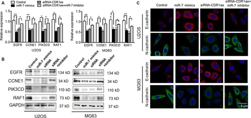 Figure 5 CDR1as upregulates the target genes of miR-7 and EMT phenotype.Notes: The U2OS and MG63 cell lines were transfected with miR-7 mimics, siRNA-CDR1as with or without miR-7 inhibitor; (A) the mRNA and (B) protein expression of EGFR, CCNE1, PIK3CD, and RAF1 were determined by qPCR and Western blot. In addition, after the induction of EMT by TGF-β (10 ng/mL), (C) the EMT markers including E-cadherin and N-cadherin were analyzed by immunofluorescence. *P<0.05, **P<0.01; data represent mean±SD.Abbreviations: CDR1as, antisense to the cerebellar degeneration-related protein 1 transcript; qPCR, quantitative real time polymerase chain reaction.