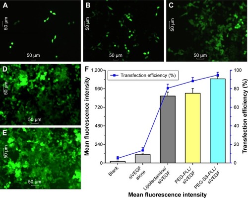 Figure 5 Transfection efficiency of PEG-SS-PLL as an siRNA delivery agent.Notes: (A–E) Detection of transfection efficiency by fluorescence microscopy. High efficiency of transfection with fluorescent siRNA (green) in HepG2 cells was easily identified at 24 hours posttransfection (100×); (F) detection of transfection efficiency by flow cytometry. Transfection efficiency was up to 85% at 24 hours posttransfection. The histogram shows the enhanced FAM green fluorescence intensity of PEG-SS-PLL/siVEGF group compared to that of siRNA alone, Lipofectamine, and PEG-PLL/siVEGF. Fluorescence-microscopy images show FAM expression in HepG2 cells after silencing by PEG-SS-PLL and PEG-PLL complexes.Abbreviations: PEG-SS-PLL, polyethylene glycol–poly(ε-benzyloxycarbonyl-l-lysine); siRNA, small interfering RNA; siVEGF, VEGF siRNA.