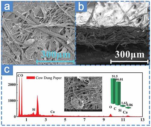 Figure 8. The micrograph of a cow dung paper: longitudinal section (a) and surface (b) of cow dung paper, the EDS (c) spectrum of cow dung paper.