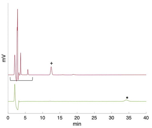 Fig. 4. (top line) Irradiated and (bottom line) nonirradiated ABS solution with sodium thiosulfate. Sulfate (+) was detected in the irradiated sample with a retention time of 12 min, whereas the thiosulfate (*) peak was detected in the reference sample after 33 min. The change in borate speciation is seen at the region between around 2 to 7 min