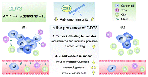 Figure 1. The CD73 on hematopoetic and non-hematopotic cells of the host regulates anti-tumor immunity. The enzymatic activity CD73 is depicted at the top. The involvement of endothelial and leukocyte CD73 in leukocyte extravasation and immune suppression in wild-type and CD73-deficient mice are illustrated. CD73 regulates recruitment of both CD73-positive and -negative leukocytes by modulating the endothelial adhesion molecules and permeability, and CD73 may also have direct adhesive functions. Immune suppression is mainly mediated through the production of adenosine. In addition, certain cancer types express CD73, and it augments the migration of these malignant cells and further renders the tumor microenvironment more immune-suppressing.