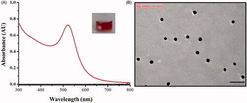 Figure 1. (A) UV-Vis absorption spectrum of the generated POA-Au NPs. (Inset) Photograph of the generated POA-Au NPs. (B) TEM image of the as-prepared POA-Au NPs. Scale bar: 50 nm.