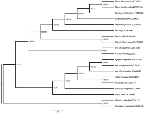 Figure 1. Maximum likelihood (ML) tree based on the complete chloroplast genome sequences from eighteen species.