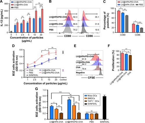 Figure 2 Aluminum hydroxide adjuvant can enhance the ability of DC cross-presentation.Notes: (A) The secretion of IL-12 cytokine was detected by ELISA after mutu DCs loaded to different concentrations of nanoparticle–OVA complexes. (B, C) The percentage and fluorescence intensity of mutu DC surface molecules, CD80 and CD86, changed after being loaded with 10 μg/mL LV@HPA/PEI-OVA and LV@HPA-OVA. (D) The changes of DC cross-presentation were determined by CPRG assay, after different concentrations of LV@HPA/PEI-OVA and LV@HPA-OVA were loaded on to mutu DCs. (E, F) The proliferation of OT-1 T cells affected by BMDCs cross-presentation combined with 10 μg/mL LV@HPA/PEI-OVA and LV@HPA-OVA. (G) The abilities of stimulating B3Z T cell activation by different APCs, mutu DCs, BMDCs and TAP1−/− DCs, loaded with different nanoparticle–OVA complexes (10 μg/mL) were detected by CPRG assay. Independent experiments were performed three times. The data are presented as the mean ± SD. ns, P<0.05; *P<0.05; **P<0.01; ***P<0.001.Abbreviations: BMDCs, bone marrow DCs; CFSE, carboxy-fluoresceindiacetate succinimidylester; CPRG, chlorophenol red-β-D-galactopyranoside; DCs, dendritic cells; ELISA, enzyme-linked immunosorbent assay; LV@HPA, aluminum hydroxide@heparanase; OVA, ovalbumin; PEI, polyethyleneimine; TAP1, transporter associated with antigen processing 1; APCs, antigen presenting cells.