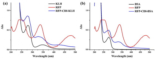 Figure 2. UV spectra characterization for; (a) RFP, KLH, and RFP-CDI-KLH, and (b) RFP, BSA, and RFP-CDI-BSA.