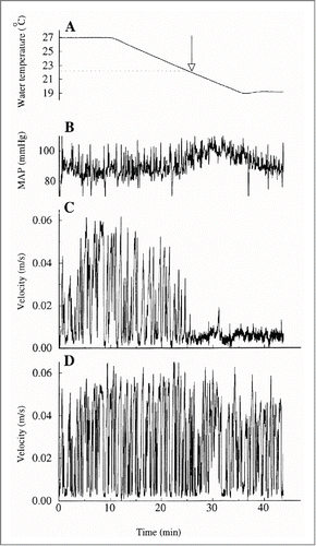 Figure 12. Simultaneous beat-by-beat averaged arterial blood velocity and mean arterial pressure (MAP) from one subject during local cooling from 27 to 19°C (room temperature 25°C). (A) water temperature, (B) MAP, (C) blood velocity in 3rd finger artery of cooled hand, (D) blood velocity in 3rd finger artery of control hand (From Bergersen, Eriksen and WalløeCitation32). © The American Physiological Society. Reproduced by permission of The American Physiological Society. Permission to reuse must be obtained from the rightsholder.