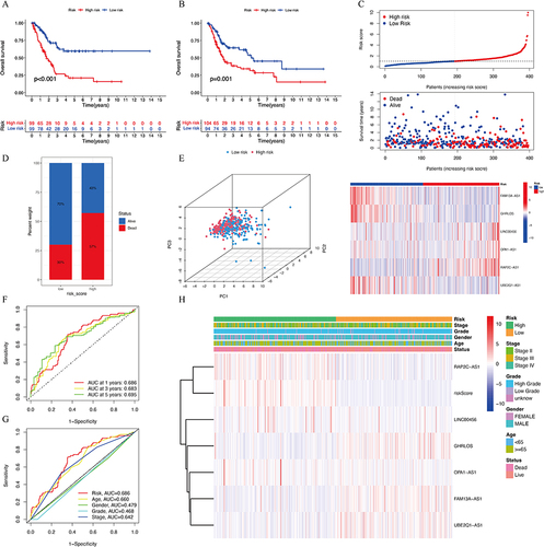 Figure 2 Verification of the prognostic model. (A-B) Survival curve between low-risk and high-risk groups in the training cohort and validation cohort. (C) Distribution of the risk score, OS status, and heatmap of the expression of Cuproptosis-related lncRNAs. (D) Comparison of survival between the high- and low-risk groups. (E) Validation of the model using PCA (F and G) The AUC of ROC curves showed the predictive abilities of the prognostic model. (H) The heatmap displayed the relationship between the expression of cuproptosis-related lncRNAs and clinicopathologic features in high- and low-risk groups.