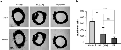 Figure 3. NC1(XIX) and F4 inhibit endothelial cell ex vivo migration. Rat aortic rings were embedded in Matrigel in 24 well-plate and then incubated with or without 40 μM NC1(XIX) or F4 for 14 days. Micro-vessel outgrowth was observed under an inverted microscope after 14 days and photographed (a). Cell outgrowth from the tissue explant was measured using a home-made macro based on ImageJ analysis software. The results are presented as mean ± SD (n = 5 replicates) (b). The experiment was repeated twice (N = 2)