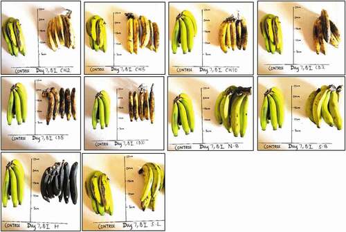 Figure 4. Musa acuminata at 7 days after exposure to different local induced ripening treatments