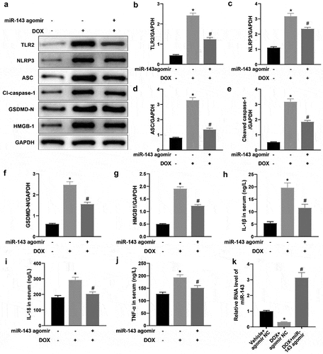 Figure 3. miR-143 prevents DOX-induced cardiomyocyte pyroptosis in vivo. a-g: Western blotting to detect levels of TLR2 protein and pyroptosis-related proteins (ASC, cleave-caspase-1, GSDMD-N, NLRP3, and HMGB1) in cardiac tissues; h-j: ELISA to detect IL-1β, IL-18, and TNF-α in rat serum; k: RT-qPCR to detect miR-143 expression in myocardial tissues; *p < 0.05 compared with the vehicle + agomir NC group, #P < 0.05 compared with the DOX + agomir NC group. Values in the figure were measurement data and expressed as mean ± standard deviation. One-way ANOVA and Tukey’s post hoc test were used for comparison among multiple groups (b-k).