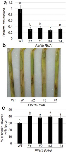 Figure 5. The response of PIN1b RNAi plants to sheath blight