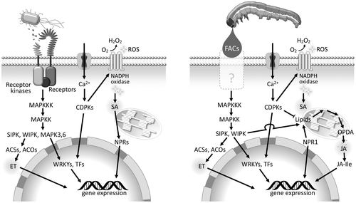 Fig. 2. Models of signal transduction and cellular events in plant defense responses triggered by microbes and herbivorous insects.