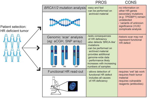Figure 4. Patient selection for PARP inhibitor treatment. Currently, patients are selected for PARP inhibitor treatment based on BRCA1/2 mutation analysis. Additional techniques such as genomic scar analysis (e.g. array-CGH or DNA sequencing-based) or a functional HR read-out are being developed and could be included to better select patients with HR-deficient tumors. The advantages (PROS) and disadvantages (CONS) of each method are indicated.