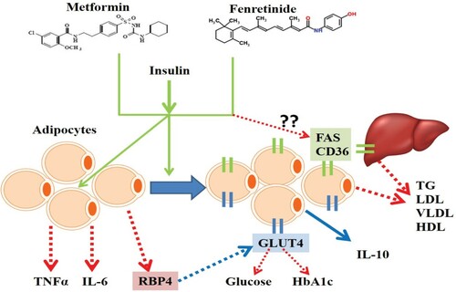 Figure 5. The proposed synergistic action of metformin and fenretinide to treat insulin resistance. In the presence of insulin, both metformin and fenretinide act on adipocytes to reduce inflammatory cytokines (IL-6 and TNFα) and RBP4. They also increase the expression of GLUT4 and IL-10. RBP4 downregulates GLUT4 in diabetes and this action diminished by the presence of metformin and fenretinide. They also might reduce the expression of fatty acid synthase (FAS) and fatty acid translocase (CD36) either in adipocytes or in the liver and by which they reduce the lipid parameters such as TG, LDL, VLDL, and HDL, however, this part requires further experimental confirmation.