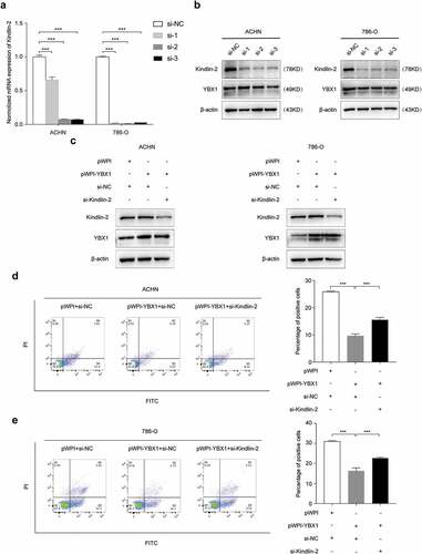 Figure 5. YBX1 regulates apoptosis and ROS in RCC cells via Kindlin-2. The interference efficiency of Kindlin-2 siRNAs (si-Kindlin-2-1, si-Kindlin-2-2, si-Kindlin-2-3) were detected by both quantitative real time-PCR (a) and western blot analysis (b). ACHN and 786-O cells were transfected with pWPI + si-NC, pWPI-YBX1 + si-NC, pWPI-YBX1 + si-Kindlin-2 (c), and then cell apoptosis (d and e) and ROS (f and g) were examined by flow cytometry, and the expression levels of YBX1, Kindlin-2, Bax, Bcl2, Pro-caspase-3, and cleaved caspase-3 were detected by western blot assay (h). β-actin was used as an internal control. Data were presented as mean ± SD by t-test. Statistically significant differences were indicated: **, P < 0.01, ***, P < 0.001