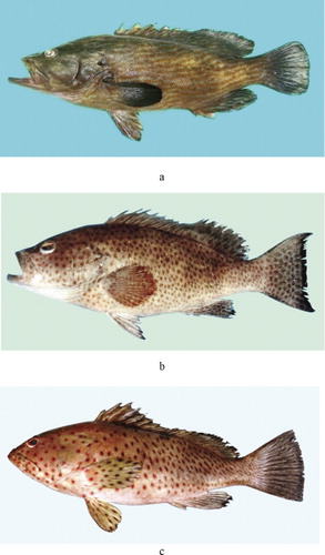 Figure 2. Exploited small-size grouper species: (a) Cephalopholis formosa – 169 mm TL, (b) Epinephelus areolatus – 384 mm TL, (c) E. longispinis – 337 mm TL.