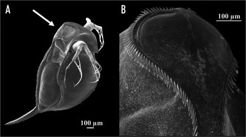 Figure 1 (A) Daphnia atkinsoni sensu stricto (lineage 3; whole body SEM image) shows in the presence of notostracans a distinctly enlarged carapace extension into the head shield lined by spines, forming the “crown of thorns” (indicated by arrow). (B) Dorsal view on the “crown” (SEM image).