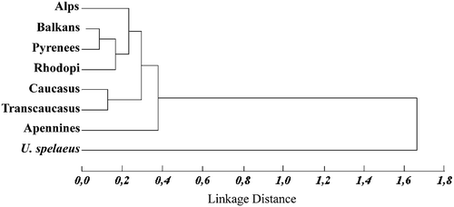 Figure 7. UPGMA dendrogram derived from Mahalanobis distances on canonical variate scores of all samples, includingUrsus spalaeus as the reference group.