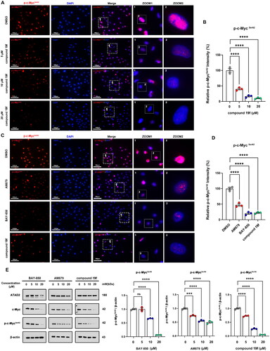 Figure 4. compound 19f inhibits ATAD2-Myc activation in TNBC cells. (A) BT-549 cells were treated with 5, 10, 20 μM compound 19f for 48h, and the expression level of p-c-MycSer62 was detected by immunofluorescence. The nuclei were labelled with DAPI. Scale bar = 100 μm. (B) Relative p-c-MycSer62 intensity was quantified with Image J, and the mean intensity value of the control group was 100%, ****p < 0.0001. (C) BT-549 cells were treated with 10 μM AM879, BAY-850 or compound 19f for 48h, the expression level of p-c-Myc Ser62 was detected by immunofluorescence. The nuclei were labelled with DAPI. Scale bar = 100 μm. (D) Relative p-c-MycSer62 intensity was quantified with Image J, and the mean intensity value of the control group was 100%. ****, p < 0.0001, compared with the control group. ##, p < 0.01, compared with the AM879 treated group. (E,F) BT-549 cells were treated with 5, 10, 20 μM AM879, BAY-850, or compound 19f for 48h, the expression level of ATAD2, c-Myc, and p-c-MycSer62 were detected by western blot. ns, no significance. ***, p < 0.001; ****, p < 0.0001, compared with the control group.