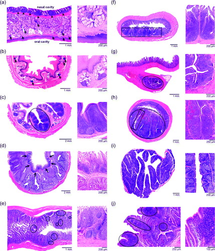 Figure 2.  Histological sections of the chicken GALT. For each part of the GALT, a smaller and a larger magnification are provided. 2a: Pharyngeal lymphoid tissue consisting of small aggregations of lymphoid cells (arrows). Notice the secondary lymphoid follicles at the nasal side (arrowheads). 2b: Lymphoid tissue composed of small aggregations of lymphoid cells (arrows) in the cervical part of the oesophagus. 2c: Oesophageal tonsil, of which a typical tonsillar unit is encircled. 2d: Lymphoid tissue in the lamina propria (arrows) of the proventriculus. 2e: The pyloric tonsil contains small aggregations of lymphoid cells (encircled). 2f: Peyer's patch (boxed area) present at the anti-mesenterial side of the jejunum. 2g: Lymphoid tissue in Meckel's diverticulum (encircled). 2h: The caecal tonsil lies at the medial side of the caecum (encircled) and consists of several tonsillar units (boxed area). 2i: Bursa of Fabricius containing numerous secondary lymphoid follicles. 2j: Large aggregations of lymphoid cells (encircled) are present in the lamina propria and tela submucosa of the proctodeum.