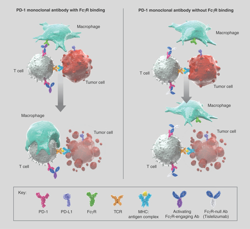 Figure 1. Lack of FcγR binding may prevent macrophage-mediated T-cell clearance.Ab: Antibody; MHC: Major histocompatibility complex.
