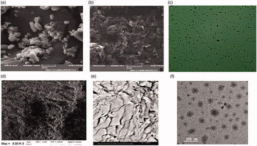 Figure 4. SEM and cryo TEM images of NAP-SULF EH.