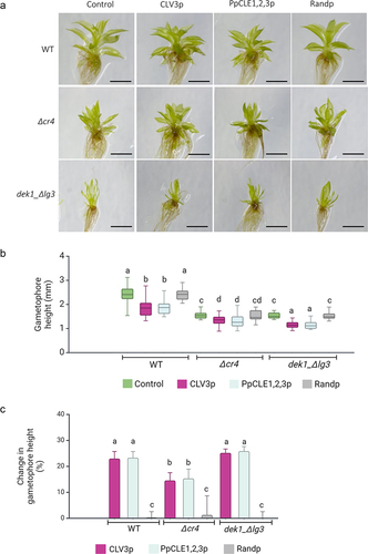 Figure 1. The reduced gametophore height response to CLV3 and PpCLE1,2,3 peptides depends on PpCR4.