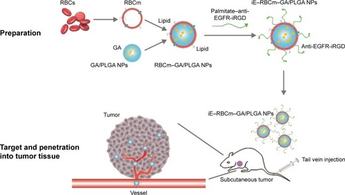 Figure 1 Schematic representation of preparations of iE–RBCm–GA/PLGA nanoparticles and re-transfusion into mice to evaluate the targeting ability and anti-tumor efficacy.Abbreviations: GA, gambogic acid; PLGA, poly(lactic-co-glycolic acid); RBCm, red blood cell membrane.