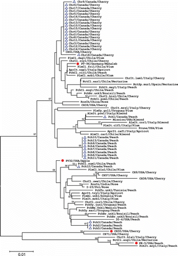 Fig. 5. Phylogenetic tree based on the MP amino acid sequences of 31 Prunus necrotic ringspot virus (PNRSV) isolates from Canada and 53 isolates retrieved from the NCBI database. Four PNRSV isolates representing phylogroups PV96, PV32, CH30 and PE5 are indicated by the symbol •, and all 31 Canadian isolates are marked by ▴. The tree was reconstructed with MEGA 4.1 using the neighbour-joining method. The numbers at the nodes indicate the percentage of 1000 bootstraps occurred in this group. The scale bar represents the number of substitutions per amino acid.
