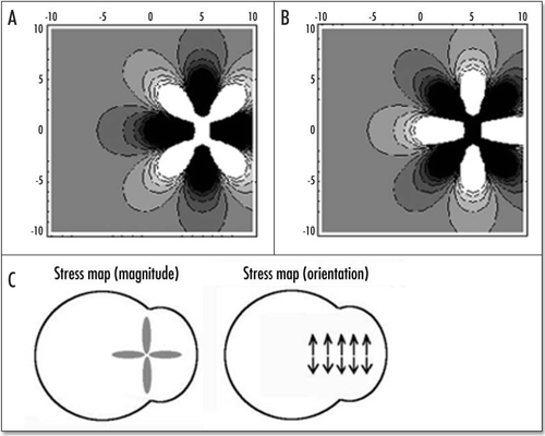 Figure 9 (A–C) The distribution of stress inside the blastodisc, in the region of Kohler's sickle. (A) σxx; (B) σyy. (A) shows that the highest stress (dark) inside the blastodisc in the region of Kohler's sickle, is tensile orthoradially (the biggest component is the derivative of the orthoradial deformation). In simple terms, the extracellular matrix is torn apart by the two halves which pull the cells towards Kohler's sickle. Please pay attention to the fact that the other component of the stress is compressive in the region of Kohler's sickle. (C) depicts the tensile component along the orthoradial direction of the stress field in the blastoderm, in order to understand better (A). Along the AP axis, and on either sides of Kohler's sickle, the region of high stress is the caudal axis itself, and the stress is oriented orthoradially: this is exactly the best condition for a crack. In other areas, the stress does not have a tensile component oriented perpendicularly to the axis defined by the region of high magnitude. For example, if one looks at the darker areas defined by the high magnitude of σyy (B) one sees that these areas form large lobes similar to the ones for σxx, but these are not oriented perpendicularly to the y axis. Due to numerical artefacts, the very center of the calculation (the location of the forces) appears homogenously white (A) or black (B), but one should prolongate and complete the lobes by thought.