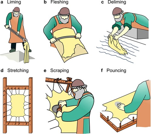 Figure 1. The parchment making process.