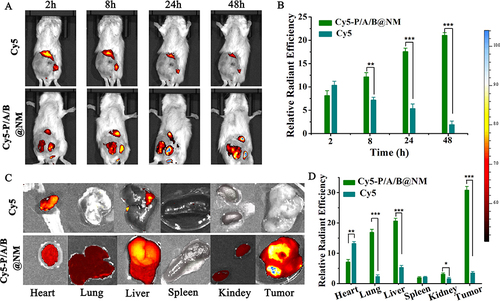 Figure 2 Distribution and in vivo imaging of Cy5-P/A/B@NM in 4T1 orthotopic TNBC mice. (A and B) Distribution and relative radiant efficiency of free dye Cy5 and Cy5-P/A/B@NM at various times in 4T1 orthotopic TNBC mice (n=3). (C and D) Ex vivo imaging and relative radiant efficiency of Cy5 and Cy5-P/A/B@NM in isolated major organs and tumor (n=3). Error bars represent means ± SEM. *P < 0.05, **P < 0.01, ***P < 0.001.