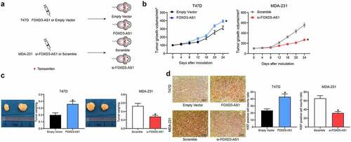 Figure 2. Silencing of FOXD3-AS1 enhances the sensitivity of BC cells to TMX in vivo. A, each nude mouse was implanted with 1 × 106231-si-FOXD3-AS1 cells or T47D-FOXD-AS1 cells or the corresponding control cells through the mammary fat pads. When the tumor size reached about 100 mm3, the mice were given TMX treatment. B, the volume of tumor in each group of mice was determined every 4 d. C, the weight of tumor in each group of mice was determined at the experimental endpoint. D, Ki-67 expression in each group of mouse tumors was determined by immunohistochemistry. In each group, n = 6. Repetition = 3. Data were exhibited as mean ± SD. Data in panel B were analyzed using two-way ANOVA, while data in panels C and D were analyzed using one-way ANOVA, and Tukey’s multiple comparison test was used for post hoc test. *, p < 0.05