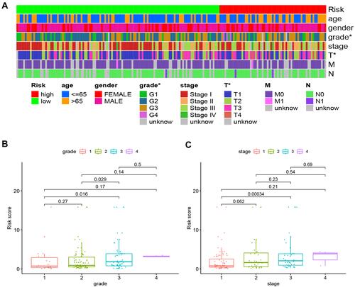 Figure 6 Clinical correlation analysis of the risk model. (A–C), The risk score was correlated with grade, T stage and clinical stage in the clinical correlation heatmap and box diagrams.