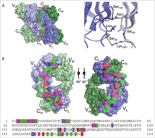 Figure 6. Fab:Fab contact interface in the C2221 crystal form. (A) A surface representation of the Fab asymmetric unit (dimer) is shown with heavy chains colored in shades of green and light chains in shades of blue. Interface residues are colored by residue type (green = polar, blue = basic, red = acidic, magenta = hydrophobic). (B) Each Fab domain rotated outward 90° to expose the light chain:light chain interface residues, which are highlighted below in the light chain sequence. Residues common to both crystal form interfaces are underlined. (C) A close-up view of Leu3 in the C2221 interface, positioned within a pocket created by Val191, Asp151, Asn152 and Lys190 of the adjacent Fab. The surrounding hydrogen bond interactions are shown as dashed lines.