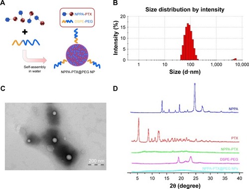 Figure 1 The preparation and characteristics of NPPA-PTX@PEG NPs.Notes: (A) The preparation of NPPA-PTX@PEG NPs. NPPA-PTX@PEG NPs was prepared by precipitation. Briefly, both NPPA-PTX and DSPE-PEG (NPPA-PTX:DSPE-PEG =1:0.1, w/w) were dissolved in DMSO and added dropwise to distilled water. NPPA-PTX@PEG NPs occurred spontaneously. (B) A typical particle size and distribution of NPPA-PTX@PEG NPs. The particle size and distribution of NPPA-PTX@PEG NPs were assayed by DLS measurements on a Nano ZS instrument. (C) The TEM image of NPPA-PTX@PEG NPs. TEM was performed using a JEM 1400 microscope operating at 140 kV using a permeable carbon-coated copper grid to examine the morphology of NPPA-PTX@PEG NPs. (D) The X-ray diffraction patterns of NPPA-PTX and NPPA-PTX@PEG NPs. The X-ray diffraction patterns of the samples, including NPPA, PTX, NPPA-PTX, and NPPA-PTX@PEG NPs were all measured using a D/MAX 2000 rotating anode X-ray diffractometer equipped with a Cu-Kα X-ray source (λ=1.541 nm, 40 kV/100 mA).Abbreviations: DLS, dynamic light scattering; DSPE-PEG, 1,2-distearoyl-sn-glycero-3-phosphoethanolamine [methoxy(polyethylene glycol)2000]; NPPA, 3-(2-nitrophenyl) propionic acid; NPPA-PTX@PEG NPs, NPPA-PTX nanoparticles prepared by NPPA-PTX and DSPE-PEG (NPPA-PTX:DSPE-PEG =1:0.1, w/w); NPs, nanoparticles; PTX, paclitaxel; TEM, transmission electron microscopy; XlogP, theoretical partition coefficient.