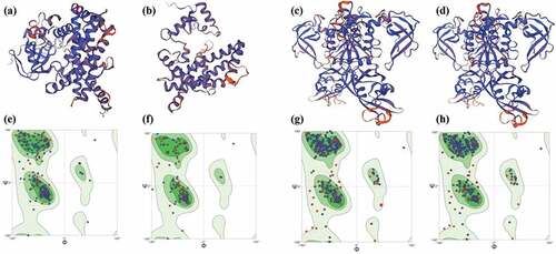 Figure 3. The predicted protein structure of BnP450–1 (a), BnP450-M1 (b), BnARF-1 (c) and BnARF-M1 (d). The ramachandran plots of BnP450–1 (e), BnP450-M1 (f), BnARF-1 (g) and BnARF-M1 (h).