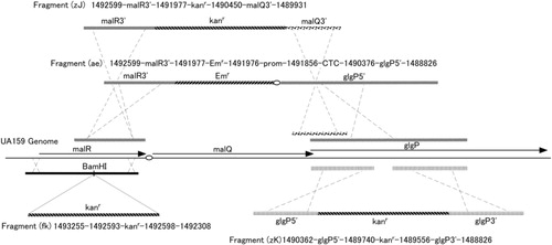 Fig. 1 Construction of linear fragments for transforming S. mutans. Transformation was carried out as described previously (Citation13). Numbers depicted above and below the fragments (fk), (zJ), (zK), and (ae) correspond to the nucleotide positions on the complementary strand of the UA159 genome. Ovals in the figure indicate promoter regions, which are abbreviated as ‘prom’ containing a 114-bp intergenic region between the malR and malQ genes. A MalR-binding consensus sequence is located between the -35 and -10 regions of a putative promoter sequence. CTC in the fragment (ae) are added nucleotides for splicing the fragments and are located immediately upstream from the Shine–Dalgarno sequence of the glgP gene.