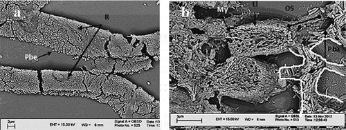 Figure 3. a: Scanning electron microscope (SEM) micrographs, pigment ribbons in choroid. They are composed of pigment bead granules. b: Pigment bar granules are carried within the routs (canals), which are the microtubules of epithelial cells. The routs are shown by white outlining. Pbe: pigment bead granules; Pba: pigment bar granules; R: ribbons of bead granules; MY: myeloid; El: ellipsoid; OS: outer segment.