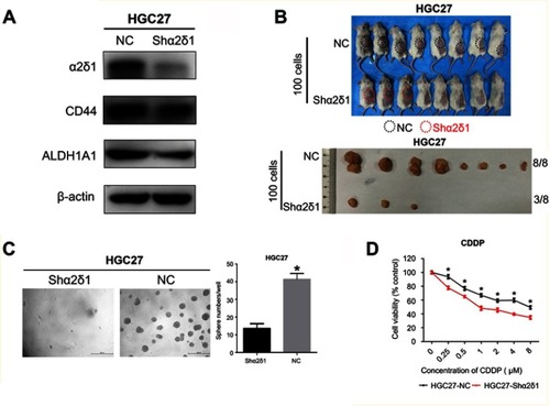 Figure 5 Knockdown of α2δ1 inhibited cancer stem cell properties of α2δ1+ HGC-27 cells. (A) Western blotting showed the difference of α2δ1, CD44 and ALDH expression between unmediated α2δ1+ HGC-27 cells (NC) and shα2δ1 HGC-27 cells. α2δ1 was confirmed downregulated in shα2δ1 HGC-27 cells, while CD44 and ALDH remained at the same level. (B) Comparison of tumor-formation frequency of unmediated α2δ1+ HGC-27 cells (NC) and shα2δ1 HGC-27 cells in NOD/SCID mice. The tumorigenic capacity was significantly inhibited after α2δ1 was knocked down. (C) Comparison of sphere-formation frequency of unmediated α2δ1+ HGC-27 cells (NC) and shα2δ1 HGC-27 cells in vitro. The sphere-formation capacity was significantly inhibited after α2δ1 was knocked down. (D) Comparison of IC50 between unmediated α2δ1+ HGC-27 cells (black) and shα2δ1 HGC-27 cells (red) when treated with cisplatin. *p<0.05.Abbreviation: NC, negative control; CDDP, cisplatin.