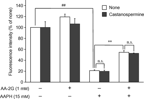 Fig. 3. Effect of castanospermine, a neutral α-Glucosidase inhibitor, on the cytoprotective effect of AA-2G.Note: Plated cells (1.0 × 104 cells/well) were cultured for 24 h. The cells were then incubated with or without AA-2G (1 mM), castanospermine (100 μM), and AAPH (15 mM). After 24-h incubation, cell viability was determined by using calcein-AM. Data are expressed as the mean of three independent experiments. Bars indicate SD. ##p < 0.01 (Dunnett’s T3-test). **p < 0.01 (Dunnett’s T3-test). n.s. not significant.