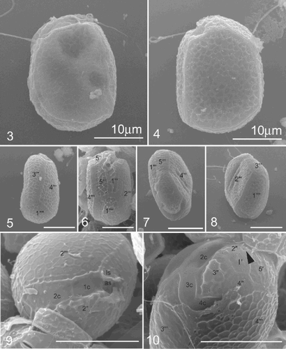 Figs 3–10. SEM images of Pileidinium ciceropse, gen. et sp. nov. Fig. 3. Left lateral view. Fig. 4. Right lateral view. The cell consists of a small epitheca and the large hypotheca. Fig. 5. Dorsal view. Fig. 6. Ventral view. Fig. 7. Apical view. A part of the epitheca is connected with the hypotheca. Fig. 8. Antapical view. Fig. 9. Apical and left lateral view. Fig. 10. Apical and right lateral view. Cingulum is incomplete. The 4′′ and 5′′ plates of the epitheca are connected to the 4′′′ plate of the hypotheca. Arrowhead indicates a circular pore. Scale bars represent 10 µm.