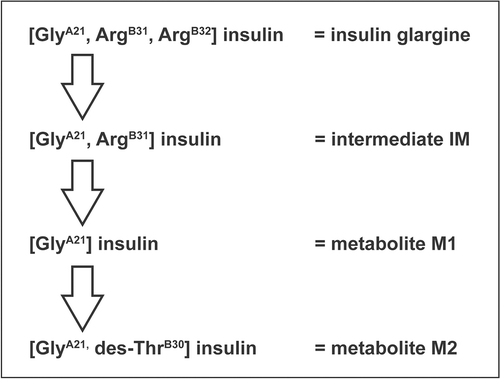 Figure 3.  Schematic diagram showing the metabolism of insulin glargine (CitationSommerfeld et al., 2010).